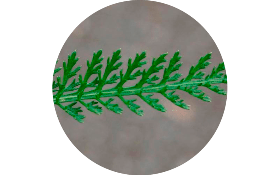 Φύλλα Achillea Millefolium - Σύνθεση Normadex