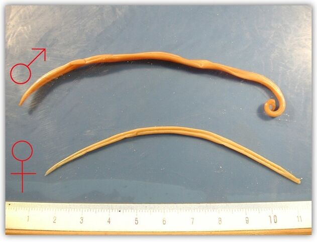 πώς μοιάζουν τα στρογγυλά σκουλήκια